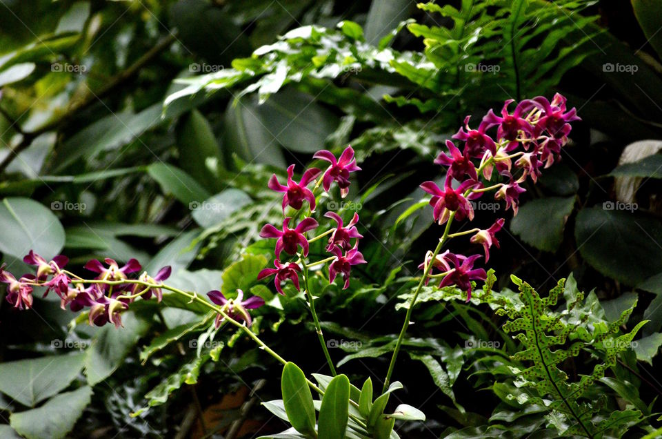 Dendrobium Orchids