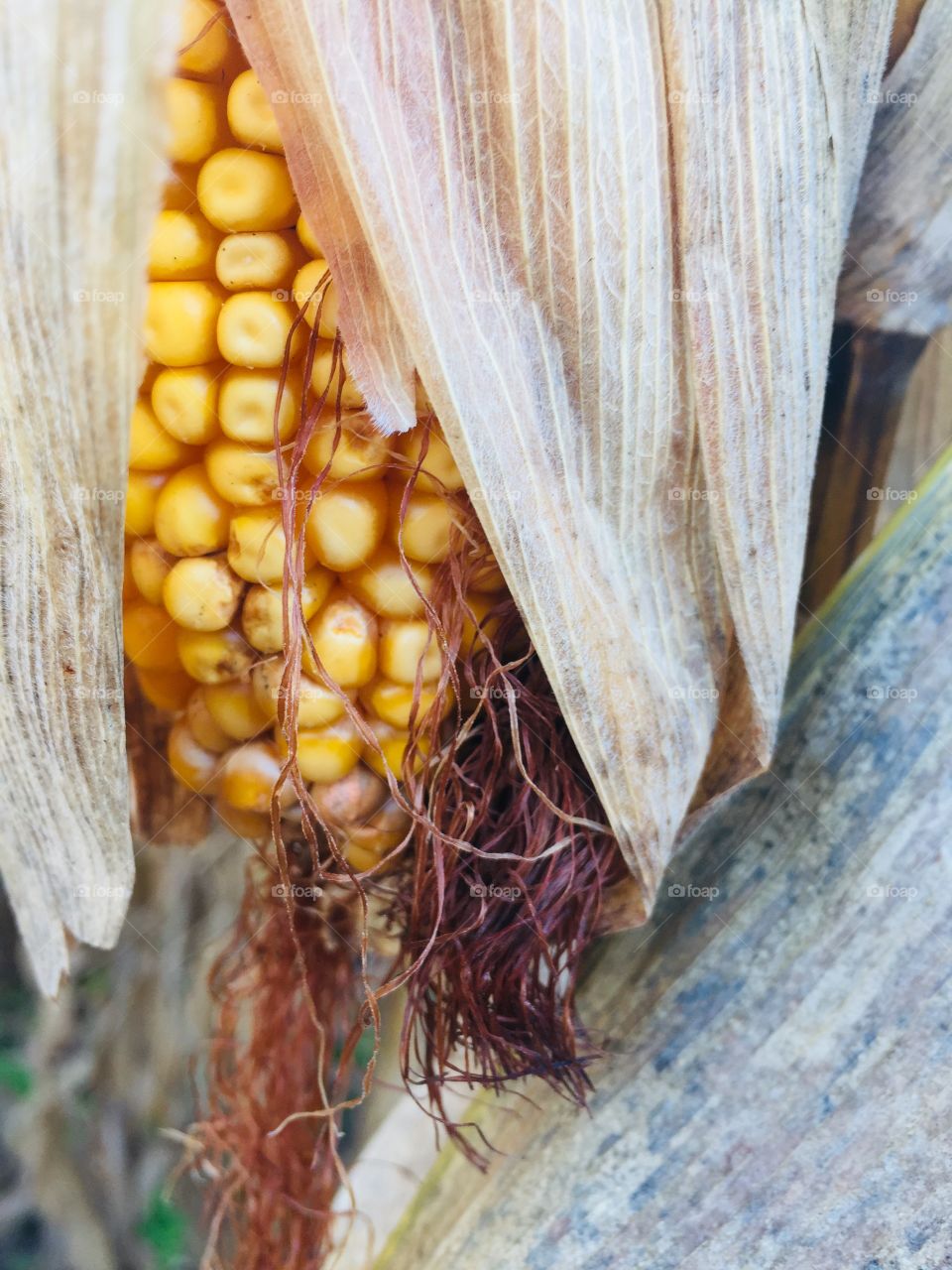 Closeup of an ear of corn ready for harvest