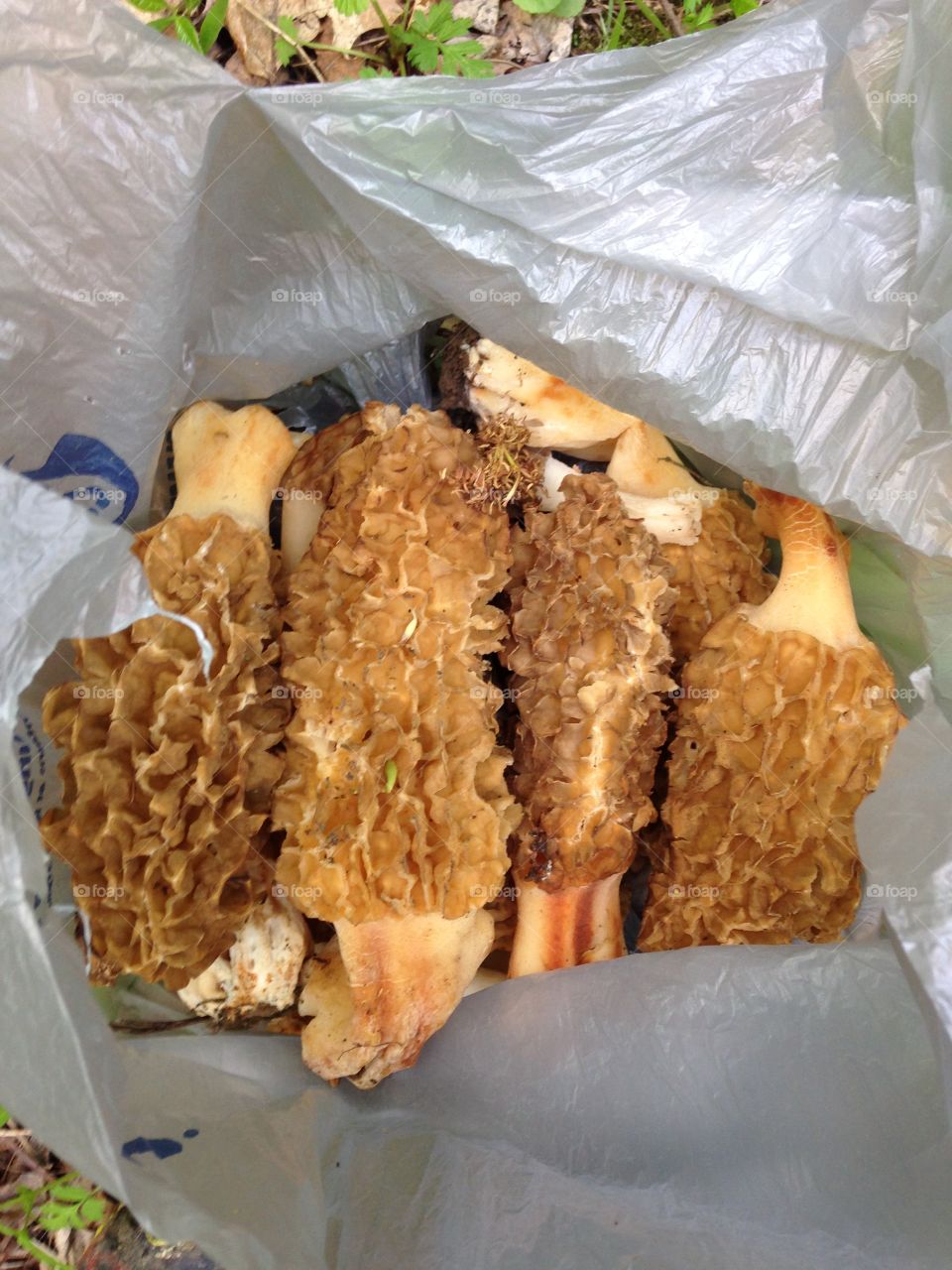 Huge yellow morel mushrooms. Morel mushrooms as big as a water bottle from spring 2015