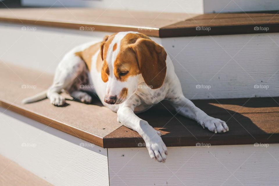 Beagle with spots sitting on steps outside