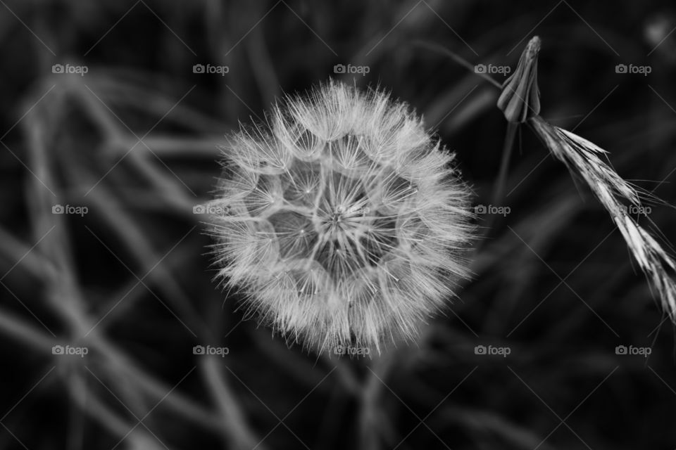 Dandelion seed head black and white closeup