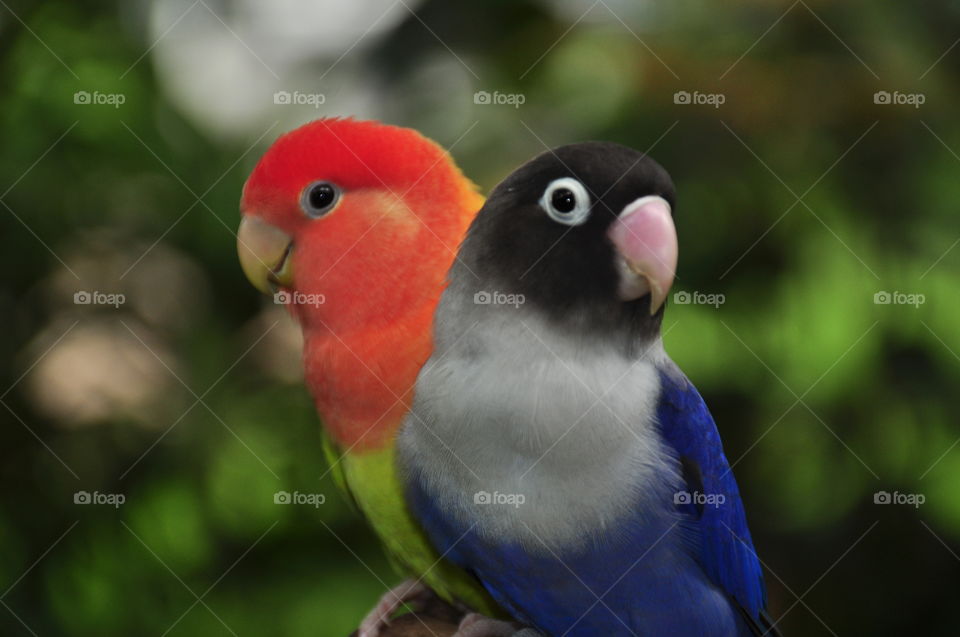 Love Bird Colorful Parrot