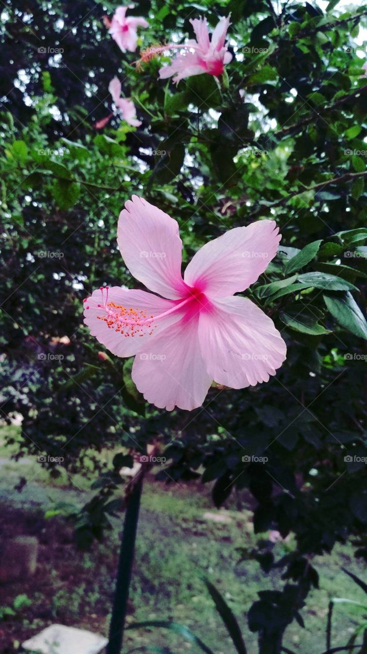 port rait of a plant