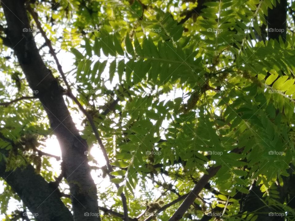 sunlight through. branches