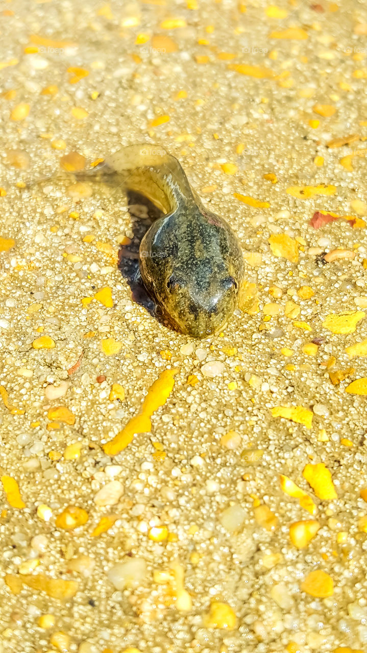 frog tadpole on ground