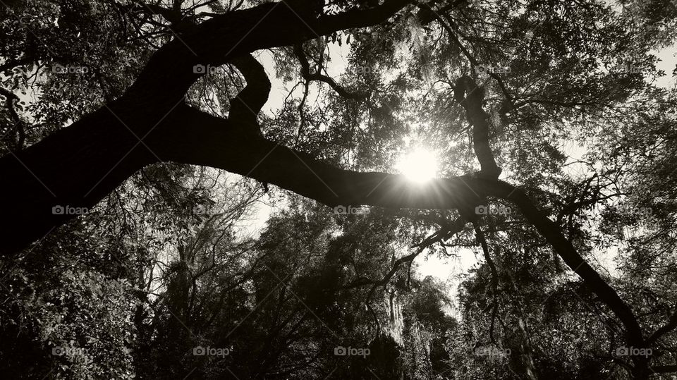 oak in b&w