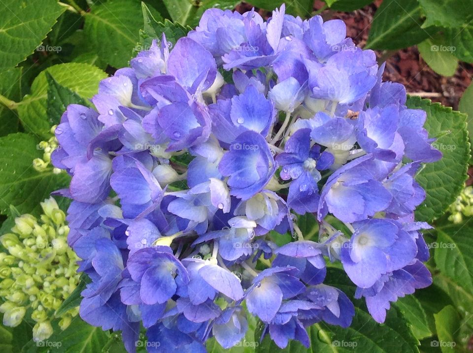 Beautiful hydrangea.