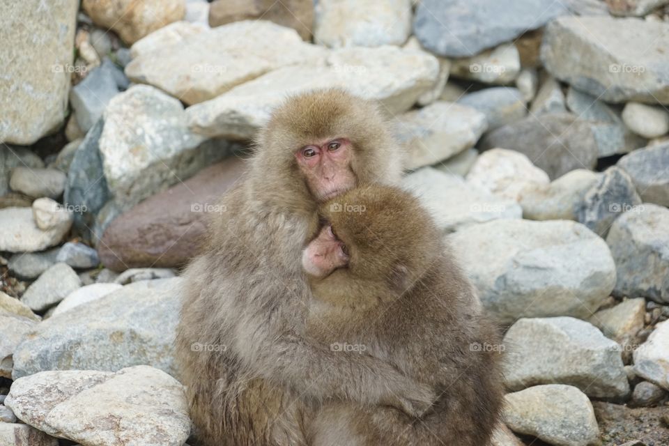 snow monkey