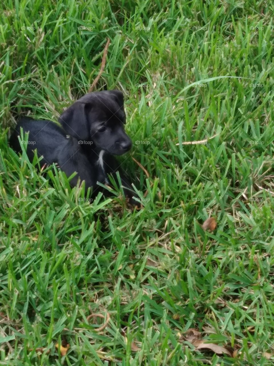 Puppy In The Grass