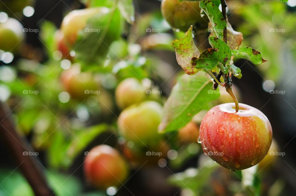 Top view of branch with apples in the autumn garden close up. Fall. Harvest.  Fruit.