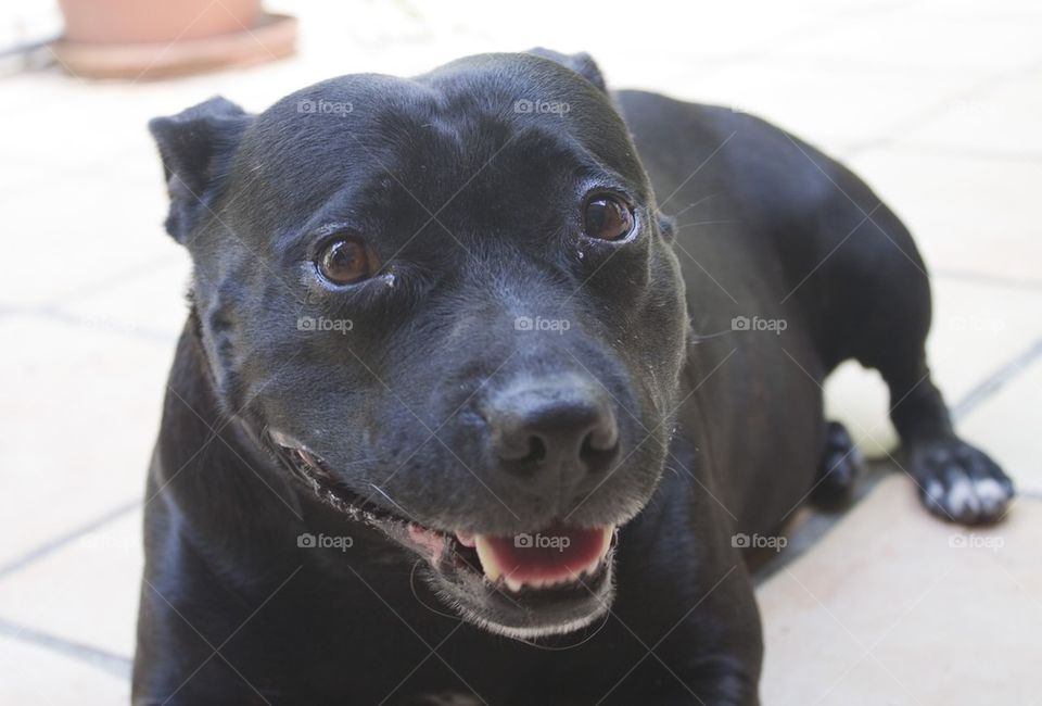 Close up Staffy 