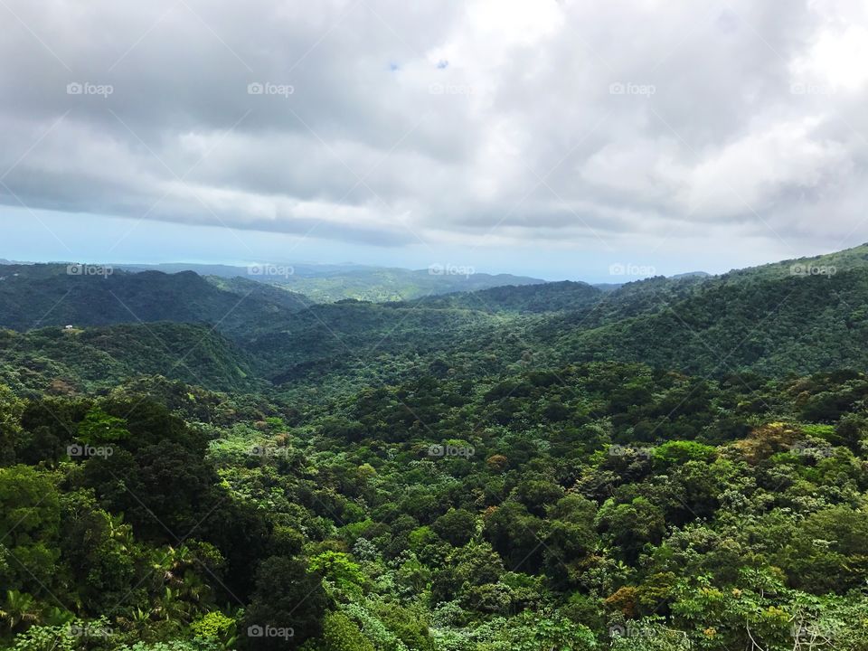 Rainforest in Puerto Rico