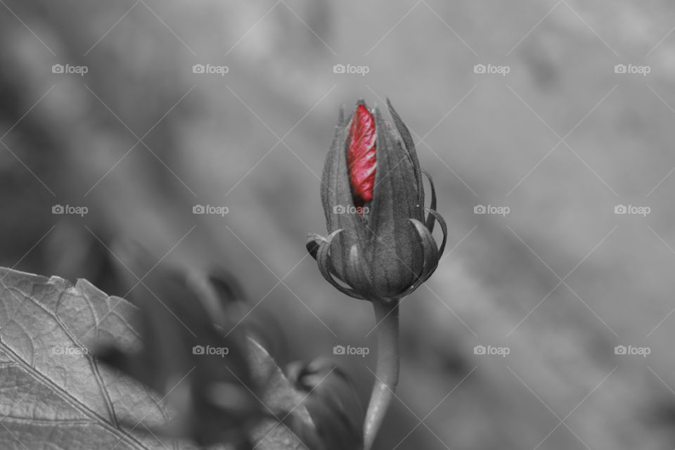 a lone red hibiscus bud blooming with a black and white background