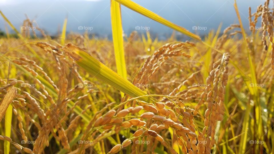 Rice fields