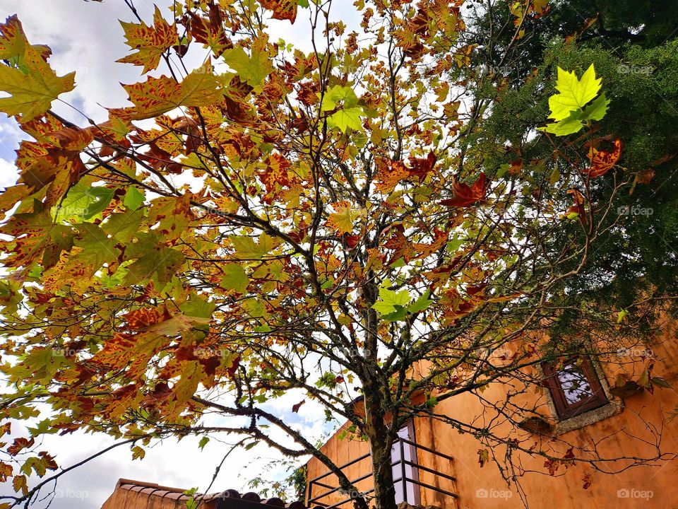 Leaves with autumn colors falling from the tree.  In the background is a house made of lime and ochre, which makes the house look orange.
