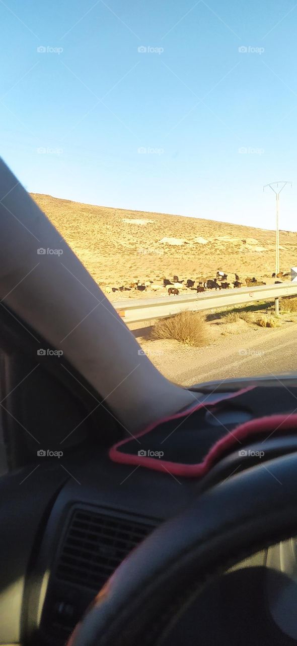 goats and donkey in the way during travel