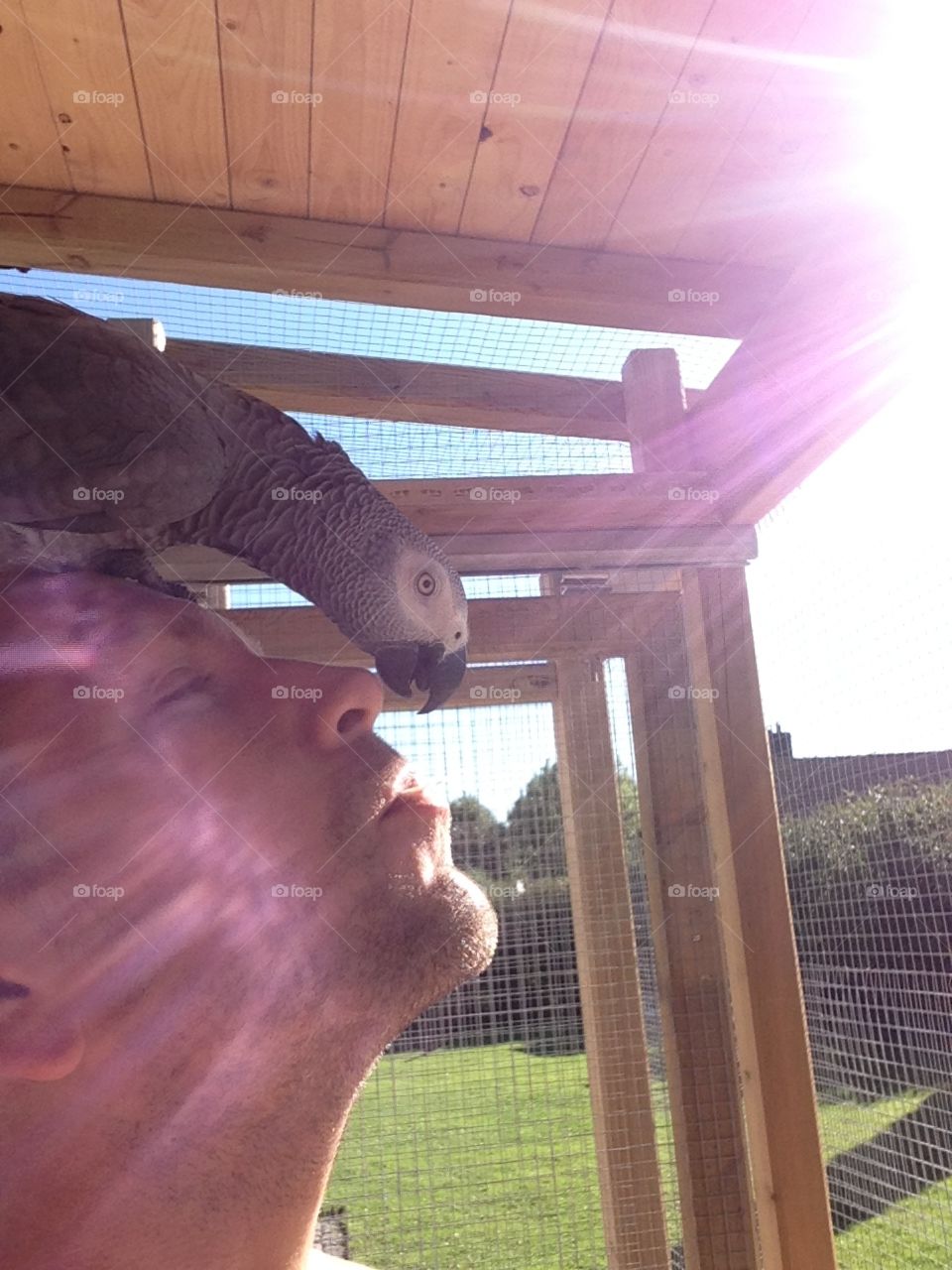 Parrot. Sitting on my head