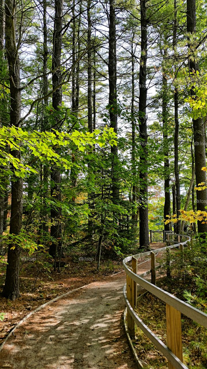 Forest Walkway