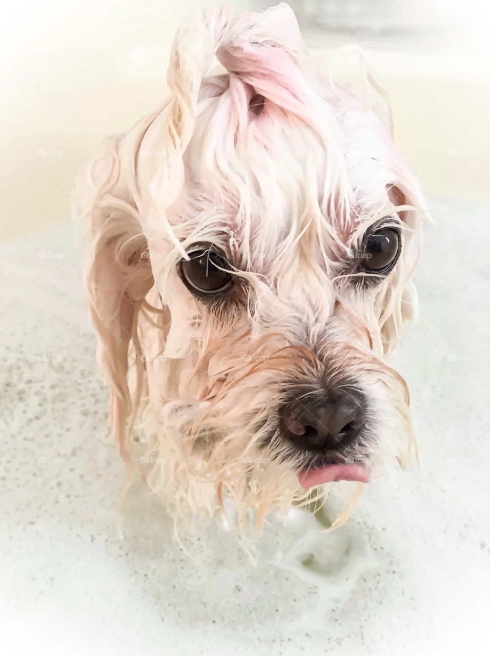 Portrait of wet dog