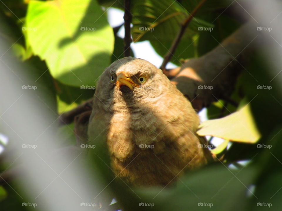 Jungle babbler bird or (Turdoides striata) or beautiful seven sisters or angry bird