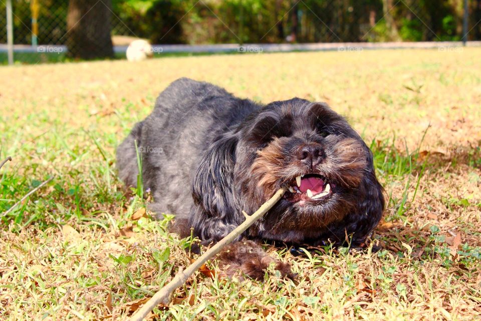 Pup enjoying a stick on a warm sunny day outside in the grass