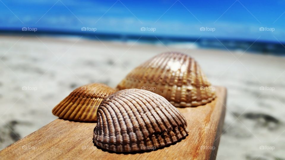 the beauty of the sea here on land