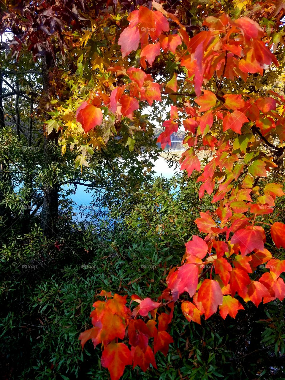 peeking through the leaves to see the lake