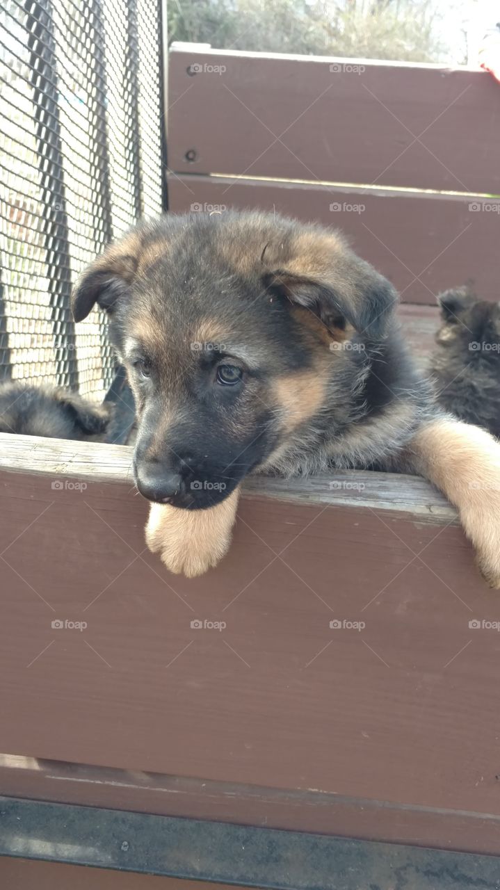 Dog, Mammal, Canine, Pet, Animal