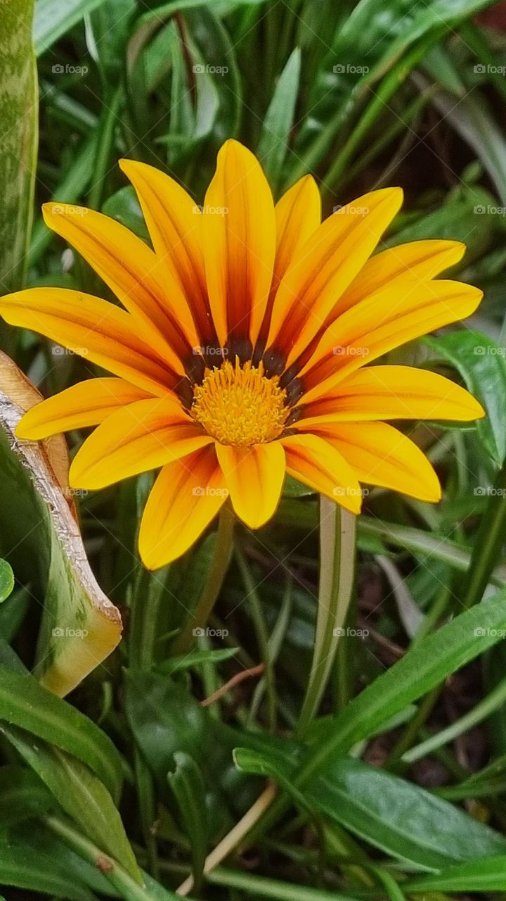 beautiful flower in the garden