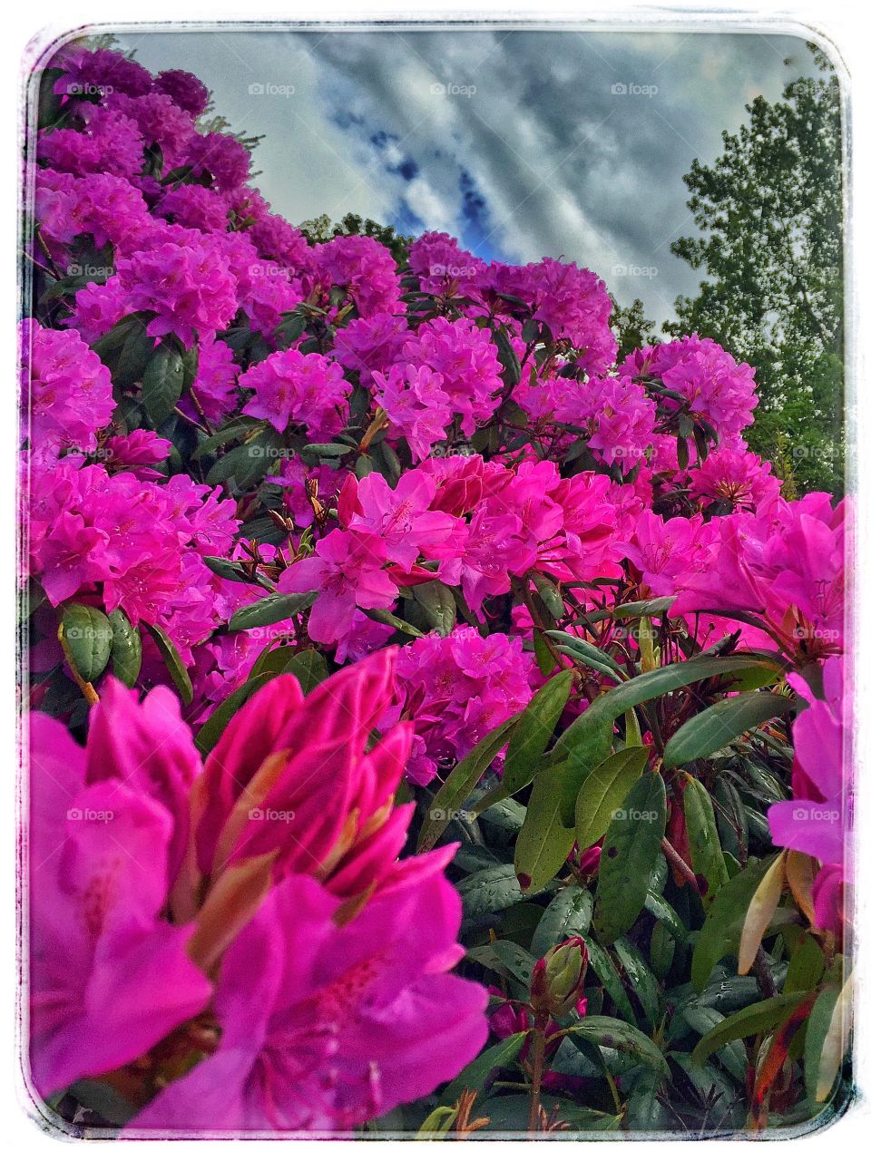 Flowers in Copenhagen . Blomster i park i København 