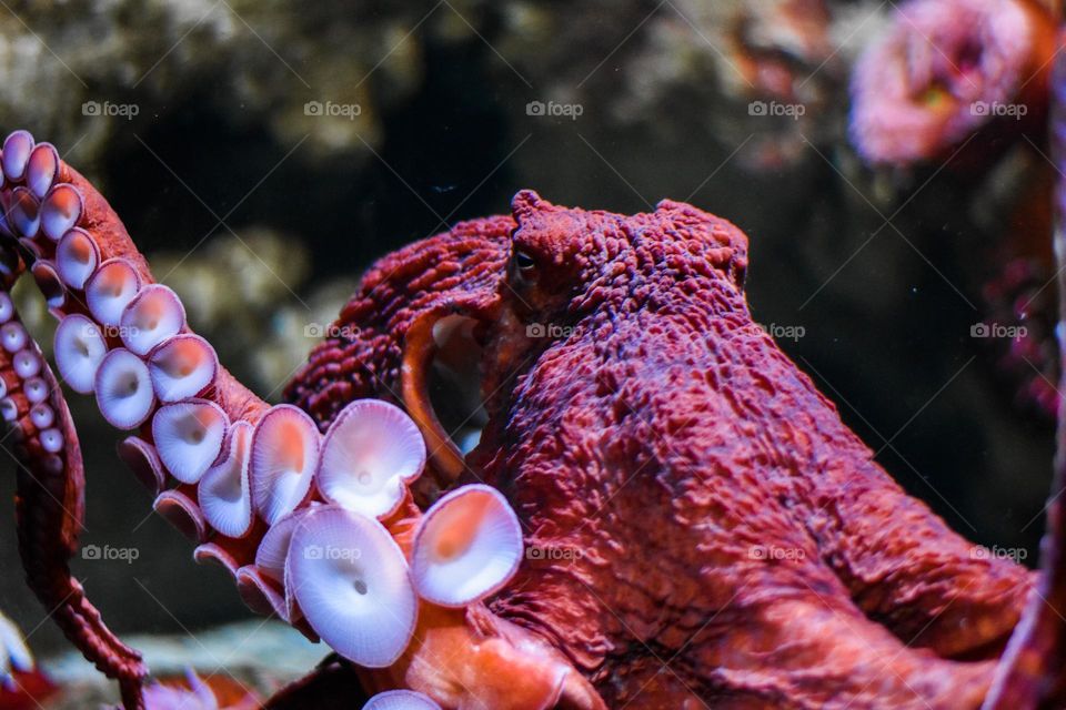 Octopus, New England Aquarium, Boston, Mass