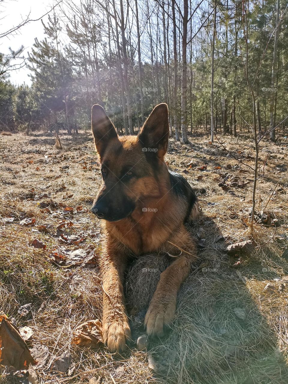 German shepherd dog beautiful portrait outdoor, mobile photography