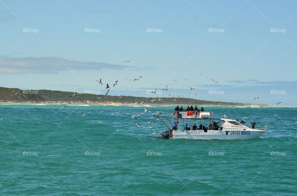 Shark Cage Diving, South Africa