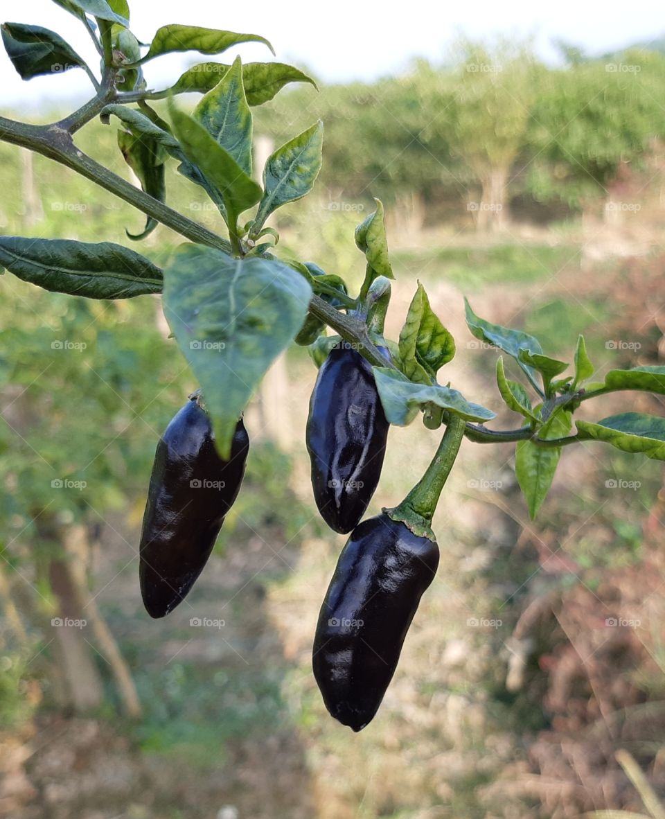 Green chili trees have a black chili and green background.