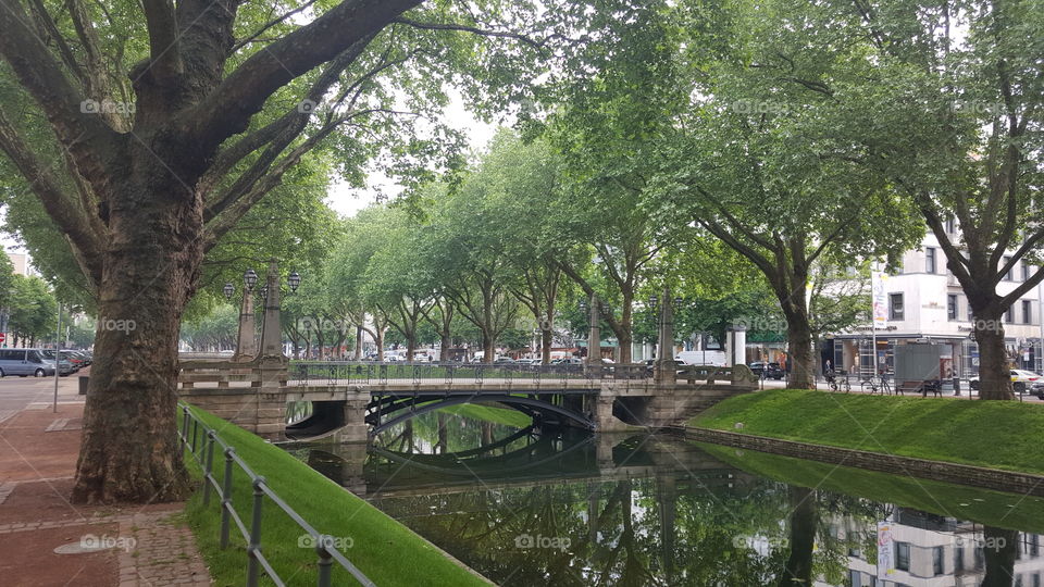City trees park green