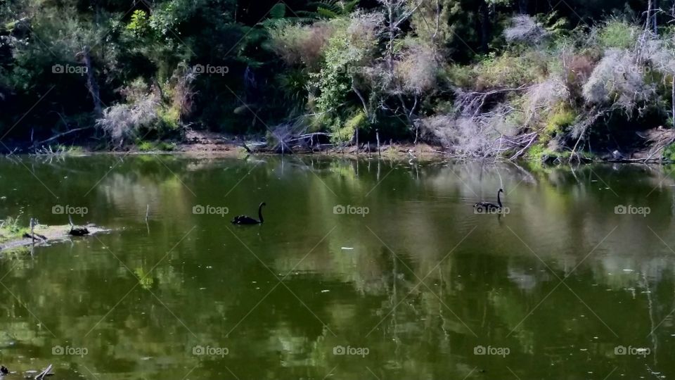 Black swans swimming on lake