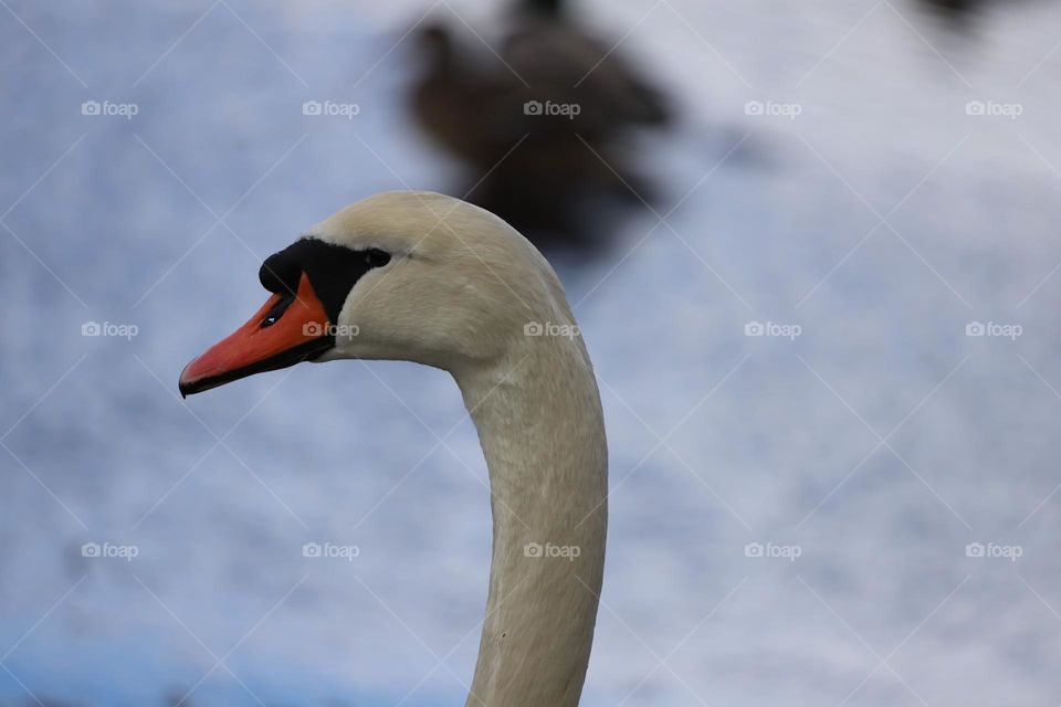 Swan profile 