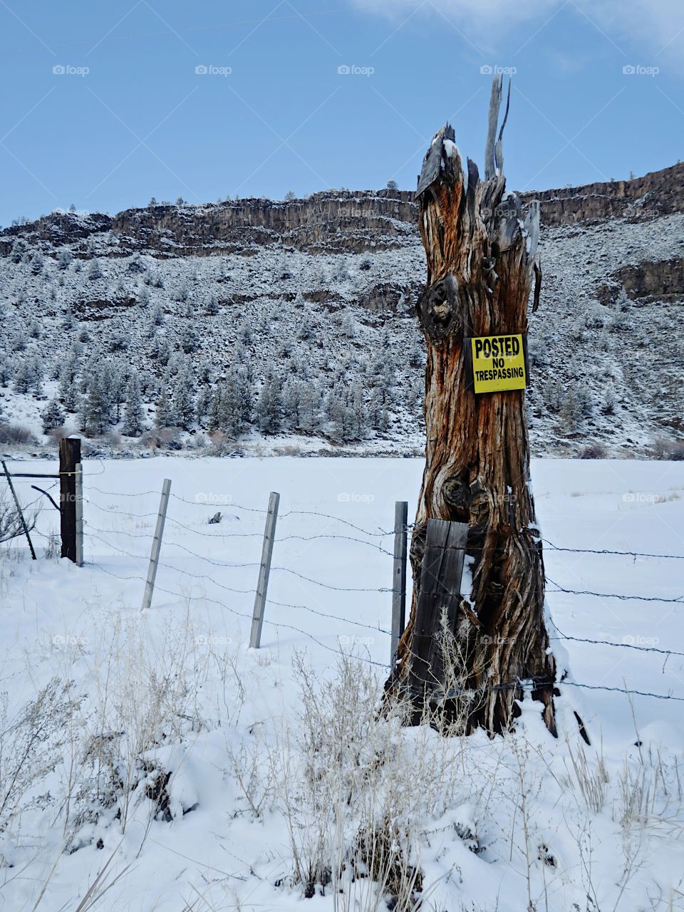 A No Trespassing Sign attached to an old juniper tree in a field covered in fresh snow with rugged hills in the background on a sunny winter day with blue skies in rural Central Oregon. 