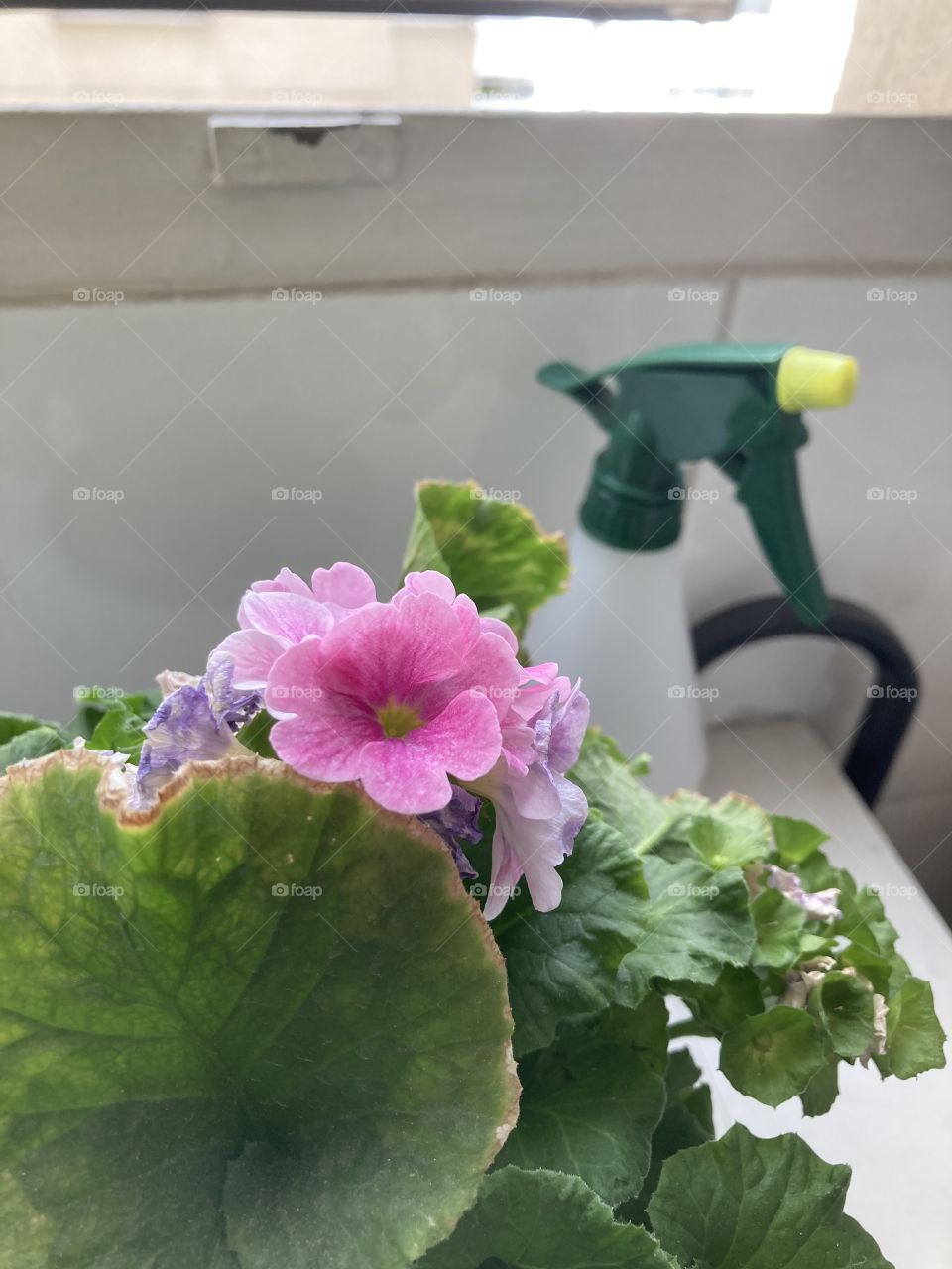 Minha casa tem muita vida 