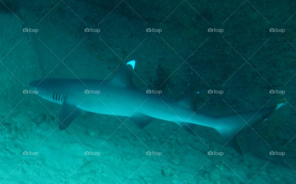 white tip shark