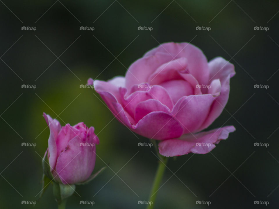 Pink hybrid tea rose