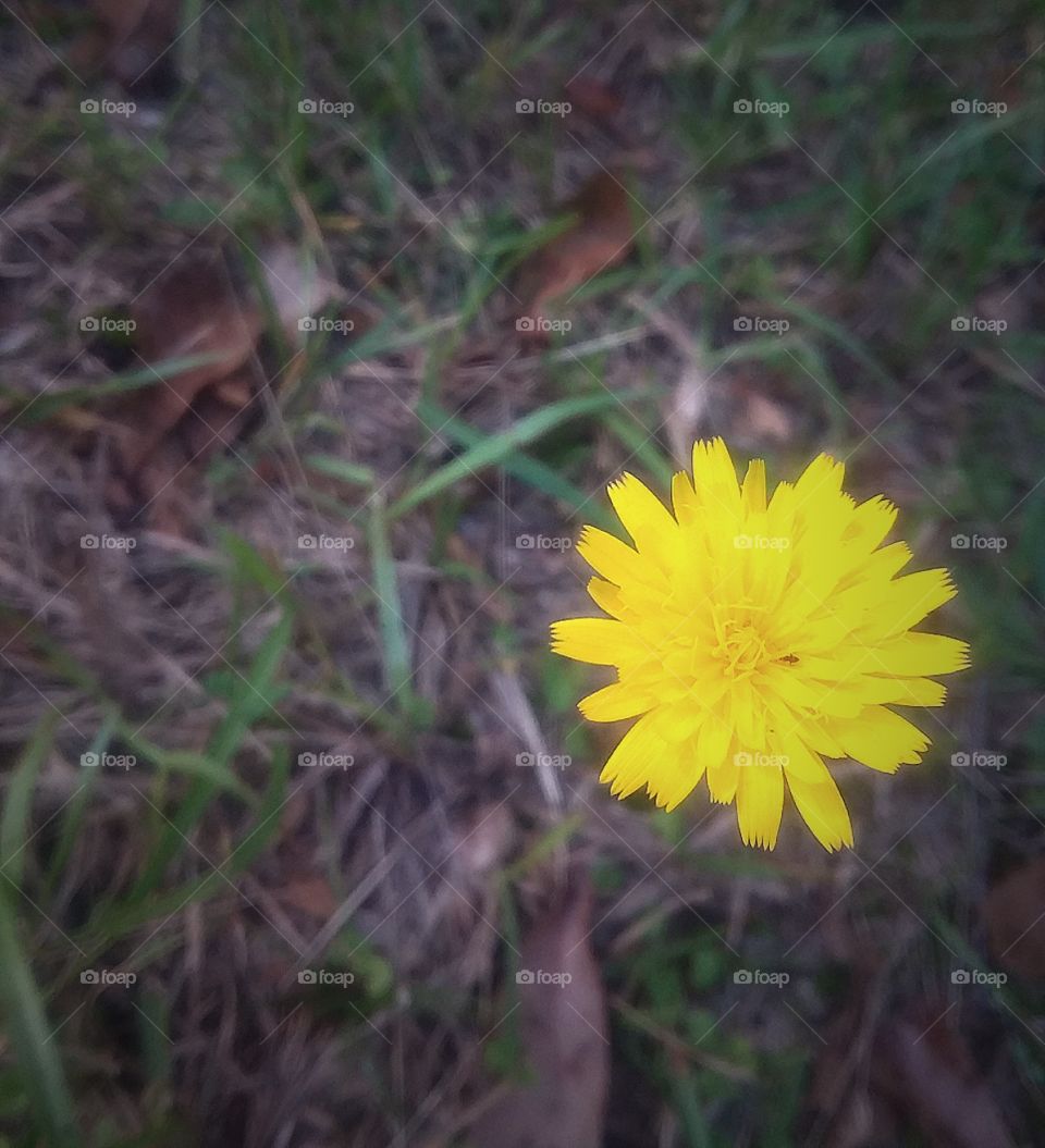Lonely Flower