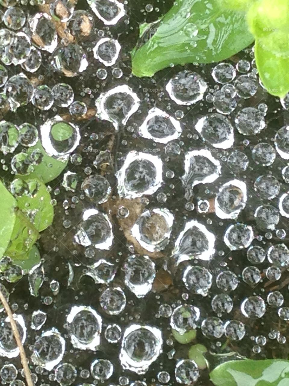 Web of raindrops