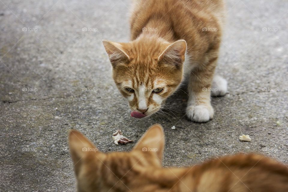 Ginger cats on the street, close up