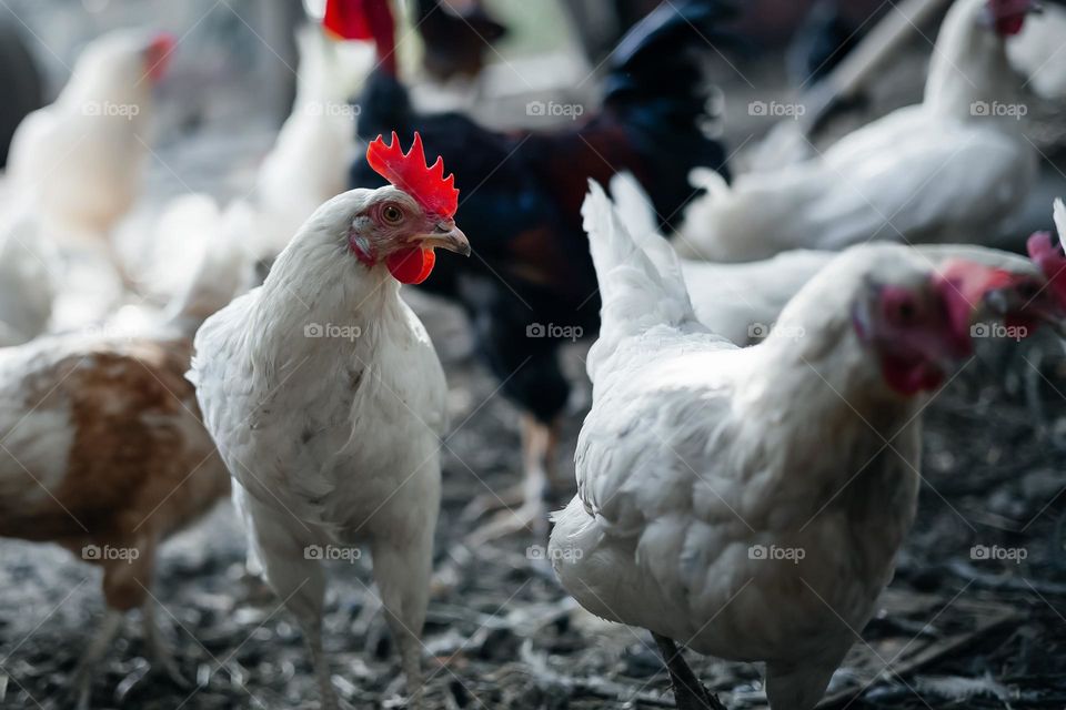 Chicken indoors in a farm.