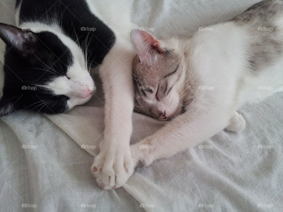 Dos lindos gatitos blanco y negro. Dulces sueños lindos gatitos! ! increíbles amigos!