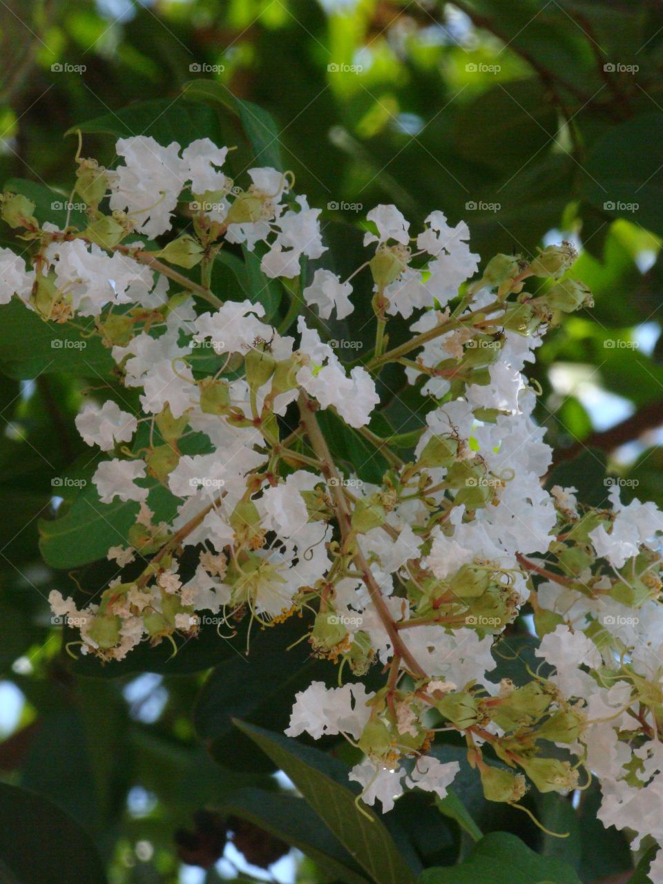 White blossoms 