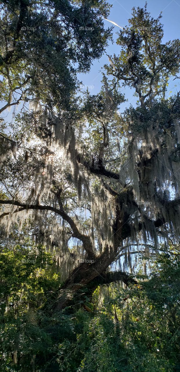 Spanish Moss