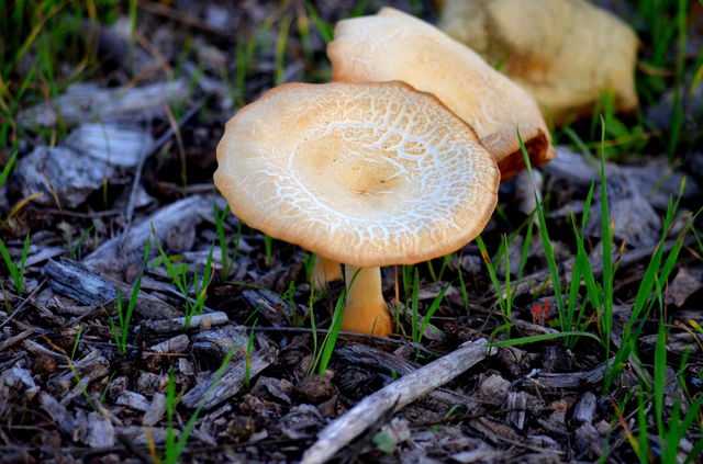Mushrooms