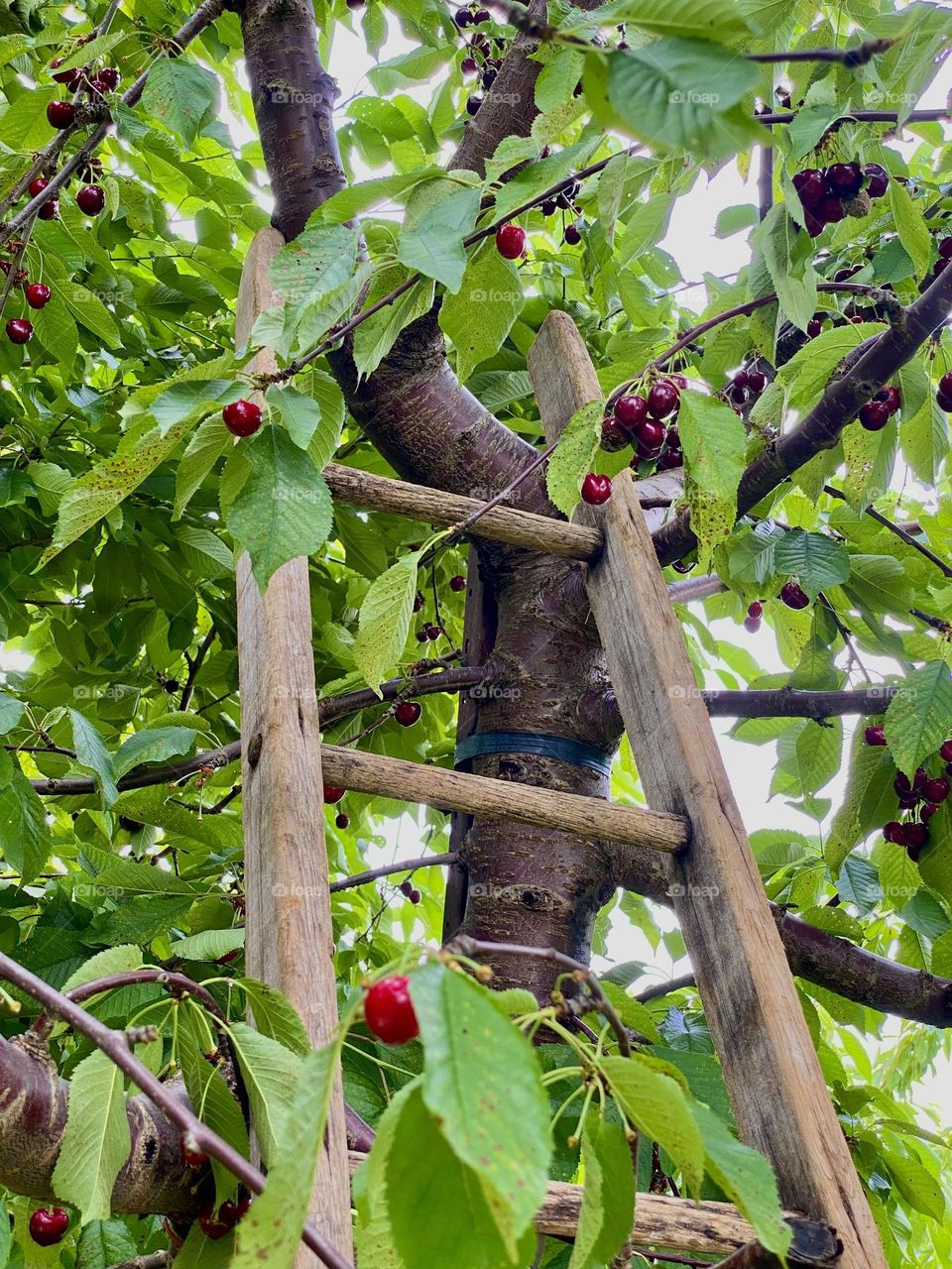 A wooden ladder leaning against a cherry tree